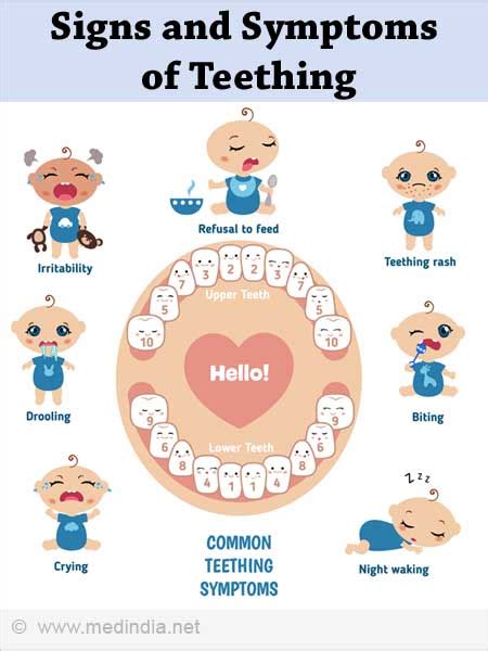 Baby Teething Chart EYLF Parents (Teacher-Made) Twinkl | lupon.gov.ph