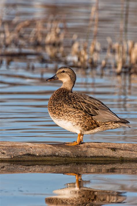 Northern Pintail Hen on a Log Photograph by Kathleen Bishop - Fine Art ...