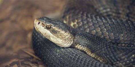 Florida's Venomous Snakes - Florida RV Trade AssociationFlorida RV ...