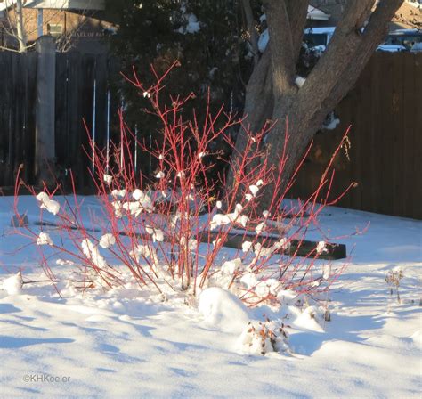 A Wandering Botanist: Plant Story--Red Osier Dogwood, Winter Color