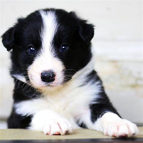 59+ Border Collie Puppies For Sale Georgia Photo - Bleumoonproductions