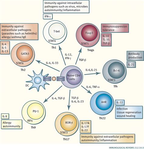 A complex issue on CD4+ T‐cell subsets - Jiang - 2013 - Immunological ...