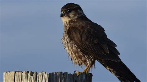 Outer Hebrides Wildlife Exhibition - Taigh Chearsabhagh Museum & Arts ...