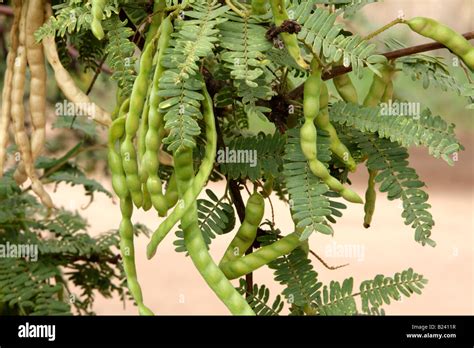 Mesquite tree pods hi-res stock photography and images - Alamy