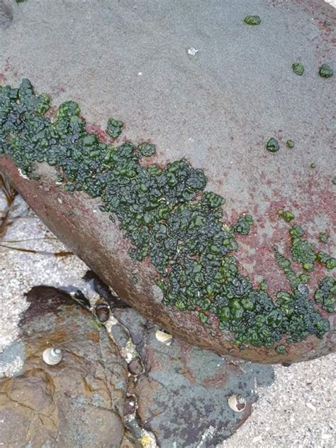 What is this green goo? Found on the rocks at a beach along the Great ...