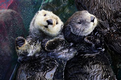 Sea Otter | Live cam | Monterey Bay Aquarium