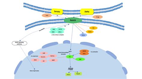 Il 17 Signaling Pathway