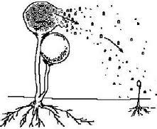 Spore Formation Of Asexual Reproduction |Genetic Engineering Info