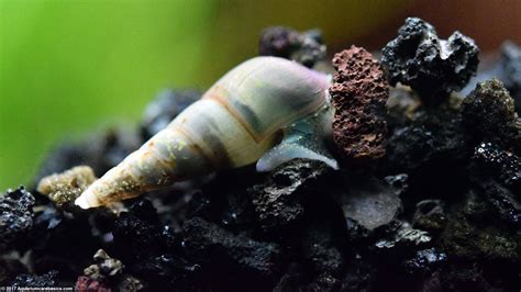 Malaysian Trumpet Snails: Care, Food, Size & Lifespan - Video