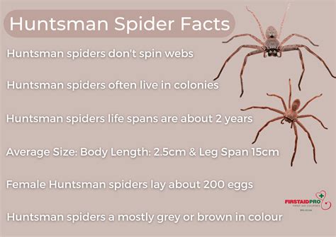 Huntsman Spider Bite - How dangerous are they? - FirstAidPro