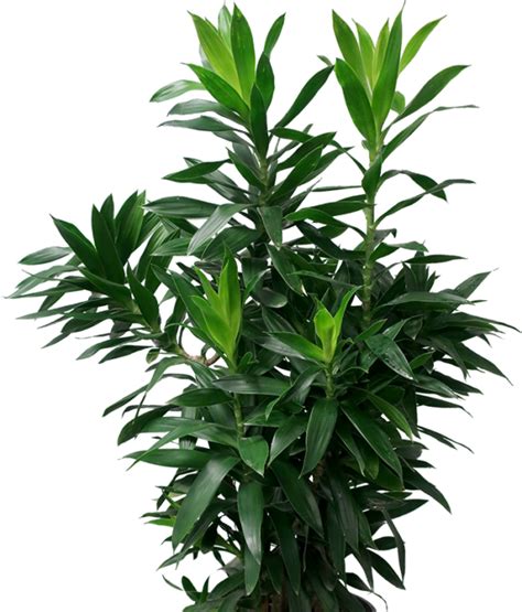 Song of India Green Plant - Santhi Online Plants Nursery