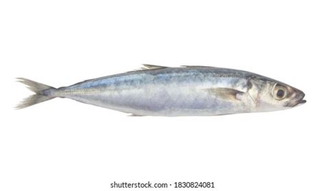 Mackerel Fish Stock Photo 178807859 | Shutterstock