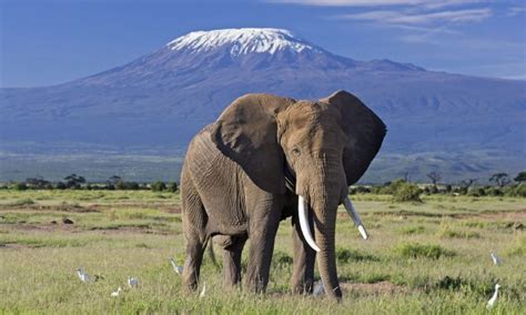 How to Plan the Perfect Trip to Amboseli National Park | Kenya Safaris