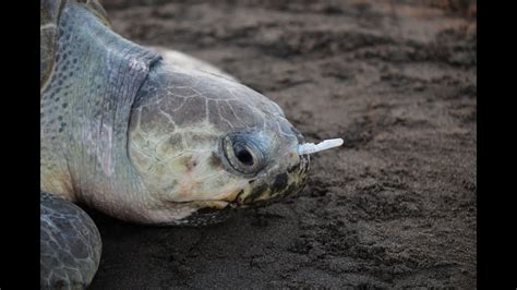 Plastic Fork Removed From Sea Turtle's Nose - YouTube