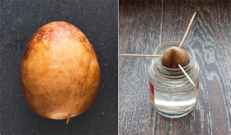 7 Unexpected Ways To Use Avocado Pits