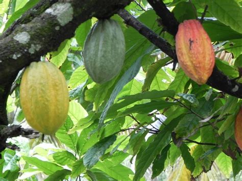 Cocoa bean pods | Caribbean, Tropical garden, Caribbean resort