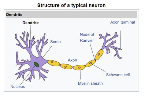 Dendrites | Structure, History, Types & Development