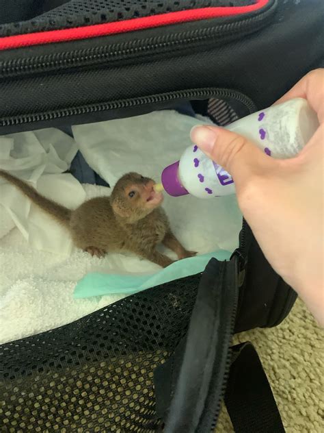 Feeding a Baby Mongoose — Hawai‘i Pet Rehabilitation