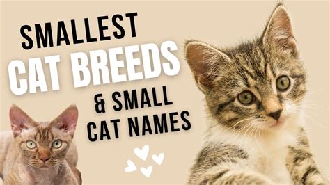 World's Smallest Cat Breeds & Small Cat NAMES | Rare Small Cats - YouTube