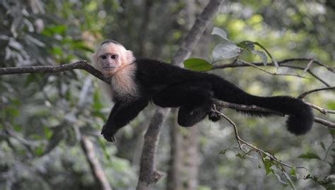 Panamanian White-Faced Capuchin Facts, Habitat and Information