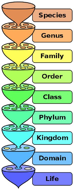 Binomial Nomenclature Examples Of Animals