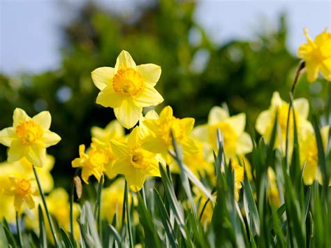 The best daffodil varieties that bloom all spring - Saga