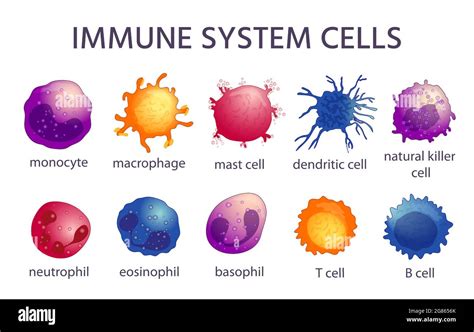 Immune system cell types. Cartoon macrophage, dendritic, monocyte, mast ...