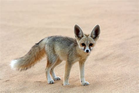 What Animals Live In The Sahara Desert? - WorldAtlas