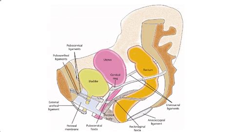 Pelvic Anatomy Female Ligaments - Human Anatomy