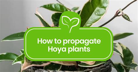 How to Propagate Hoya Plants: A Step-by-Step Guide - Plant Propagation