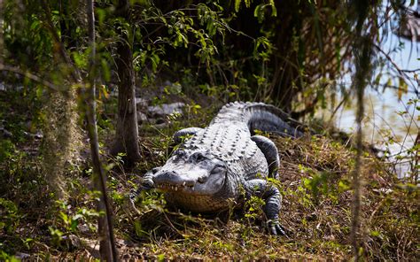 Everglades Alligator Farm | Greater Miami & Miami Beach