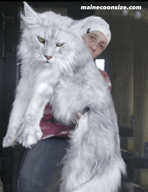 Giant Maine Coon Cats : Breeders, Size, Temperament & Care