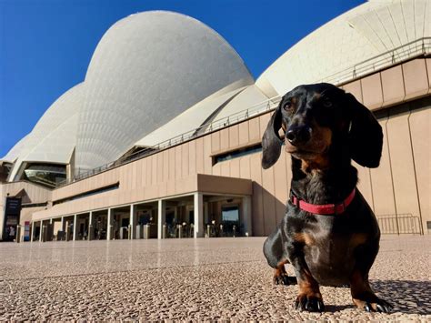 Dog-Friendly Hotels in Sydney: The Complete Guide - Travelnuity