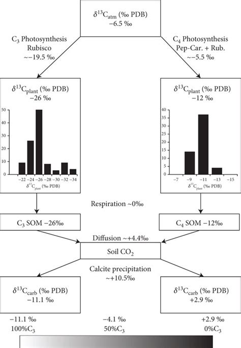 Carbon isotope interpretation framework. This figure (design modified ...