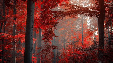 Red Nature Wallpaper - WallpaperSafari