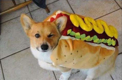 50 Funny pet costumes (50 pics) | Amazing Creatures