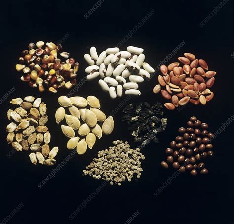 Vegetable seeds - Stock Image - B787/0472 - Science Photo Library