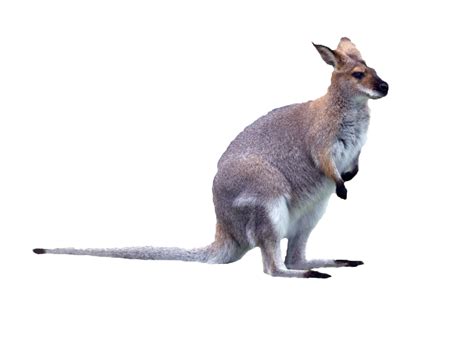 Kangaroo PNG Images Transparent Free Download | PNGMart.com