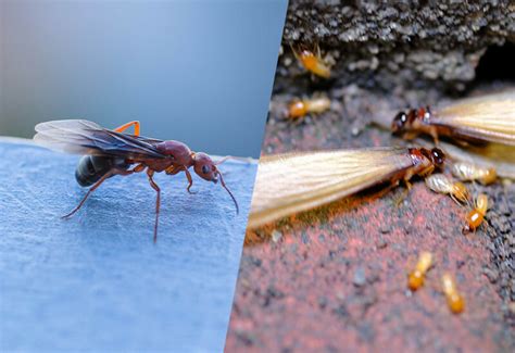 Winged Termites