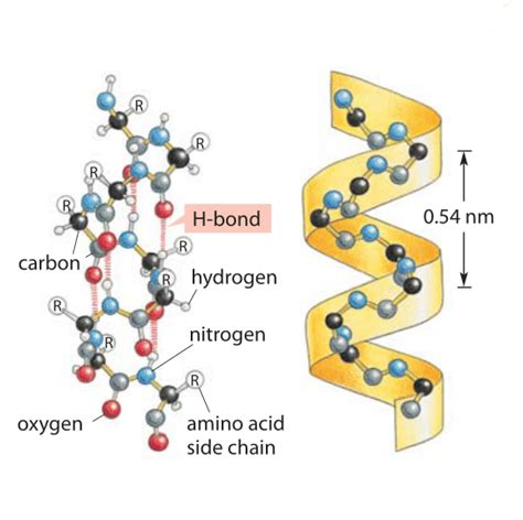 Diagram Of Alpha Helix Structure Helix Alpha Hydrogen Bondin