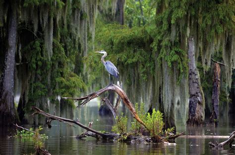 Louisiana Through My Lens | Louisiana art, Louisiana photography ...