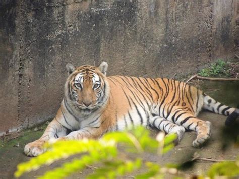 Guwahati Zoo January'2014 - 4 - Picture of Assam State Zoo, Guwahati ...