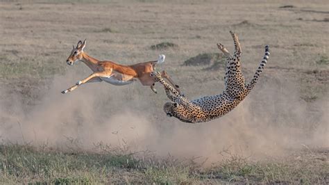 Cheetah Eating Gazelle