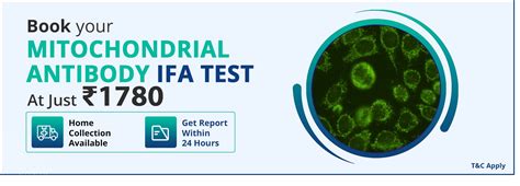 Mitochondrial Antibody IFA Test Kalindi-kunja | Mitochondrial Antibody ...