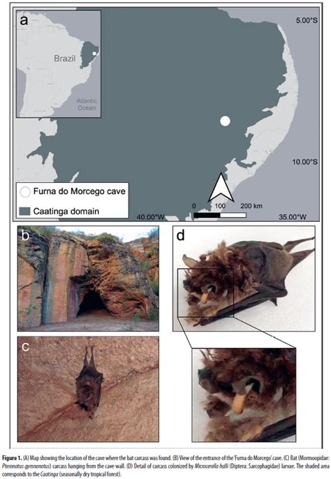 (A) Map showing the location of the cave where the bat carcass was ...