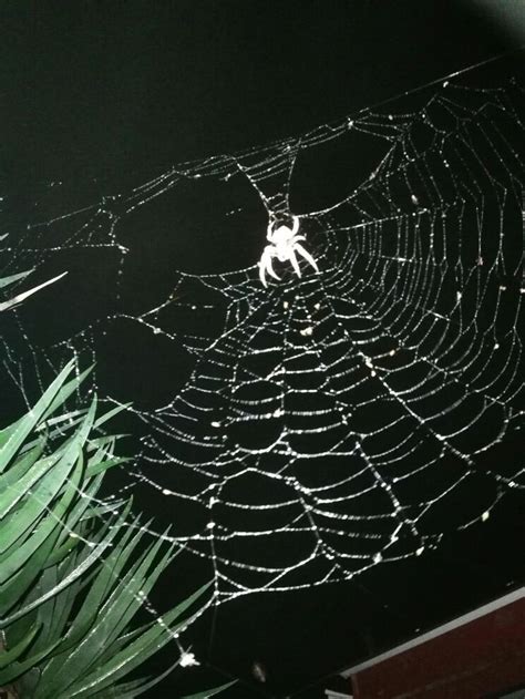 Orb spider web | Spider, Spider web, Orb