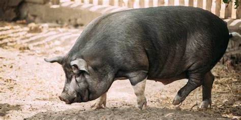 8 Black Pig Breeds with Photos | Farming Base