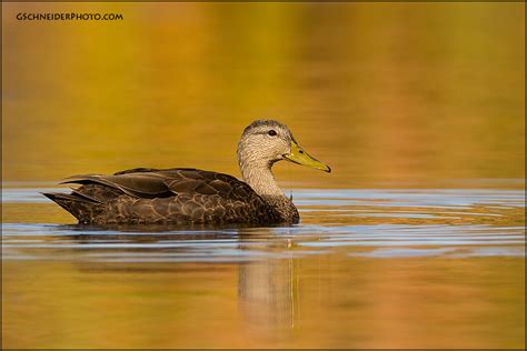 American Black Duck and fall colour