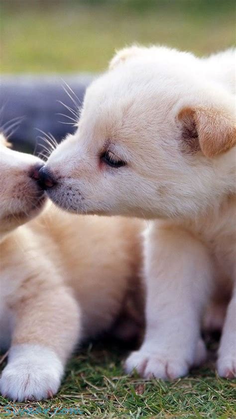 Cute Puppy Wallpapers For Iphone - 1080x1920 Wallpaper - teahub.io