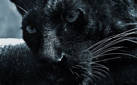 Black Panther Wallpapers - Wallpaper Cave